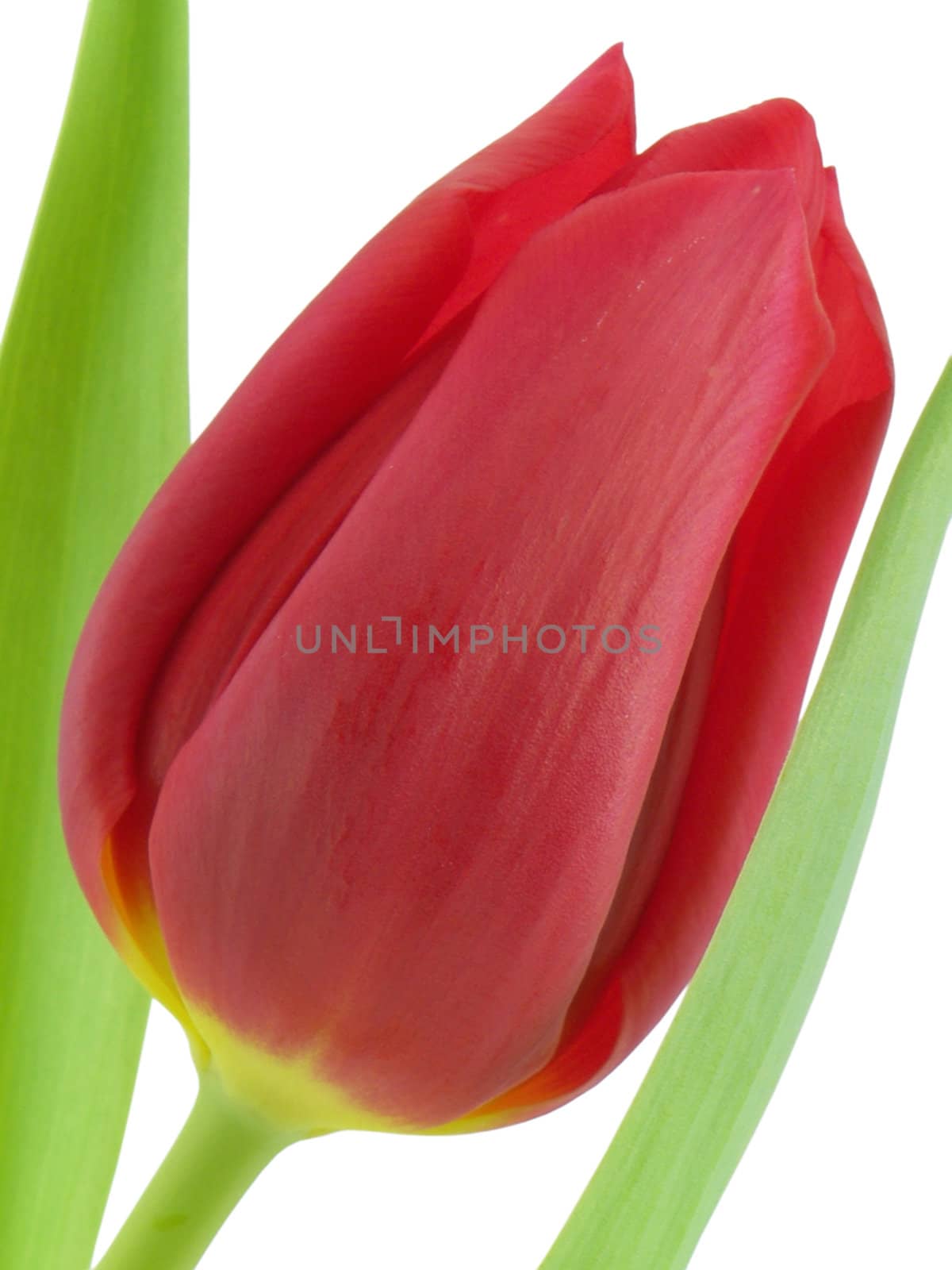 Red tulip macro isolated on a white background
