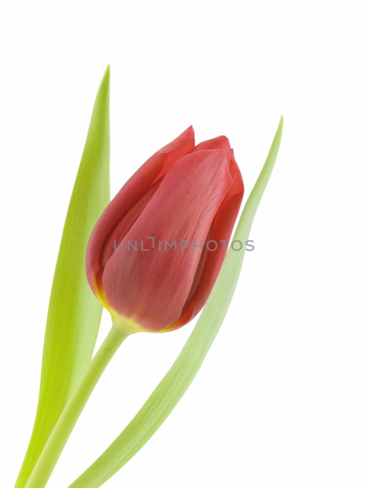 Red tulip isolated on a white background