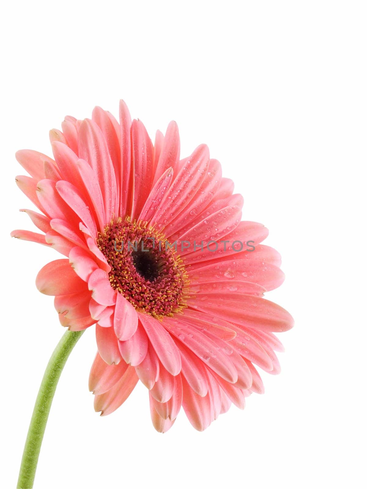 Gerbera daisy isolated on a white background