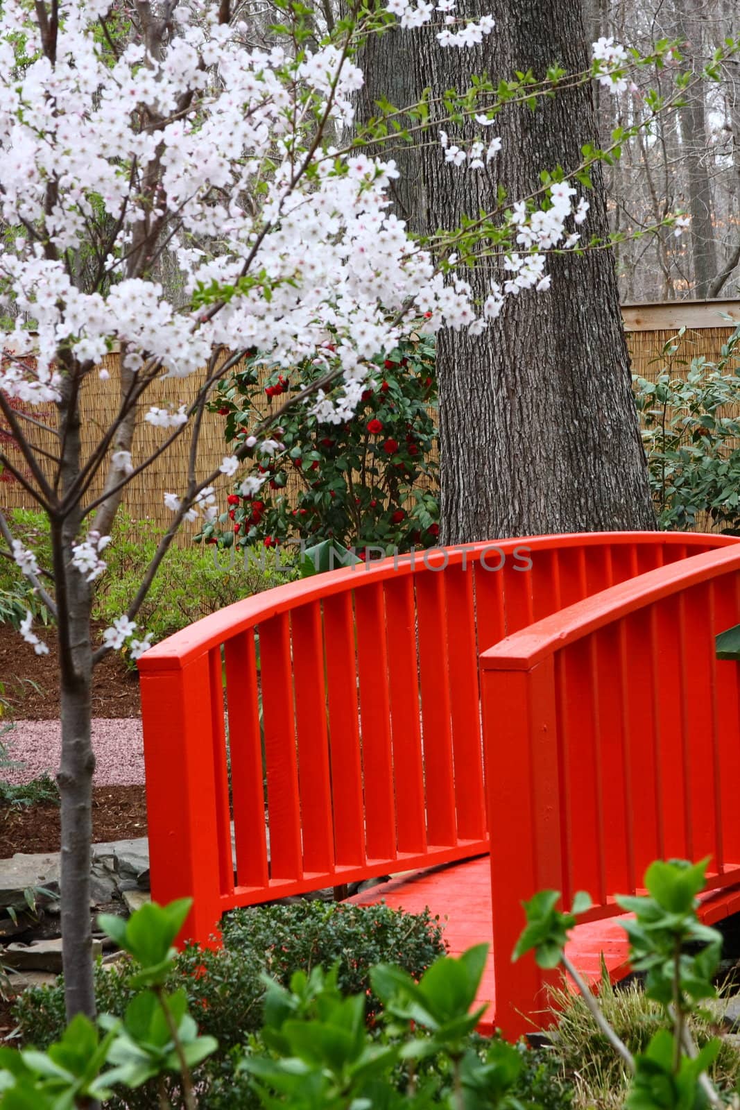 Cherry blossoms blooming over an orange bridge