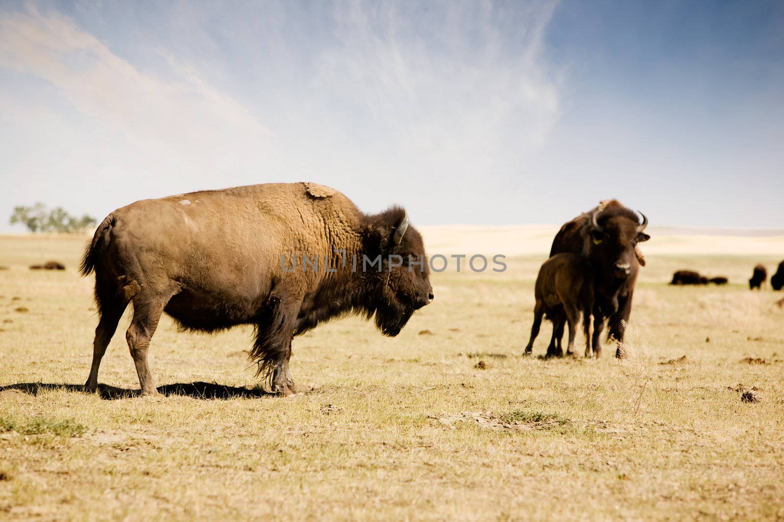 A bison / buffalo standing his ground on the paririe.