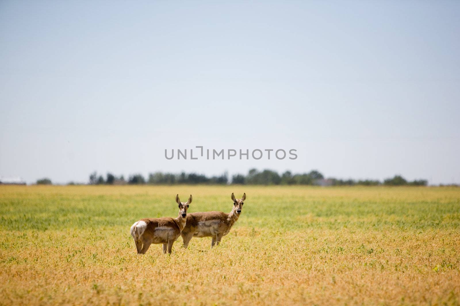 Two Prairie Antelope by leaf