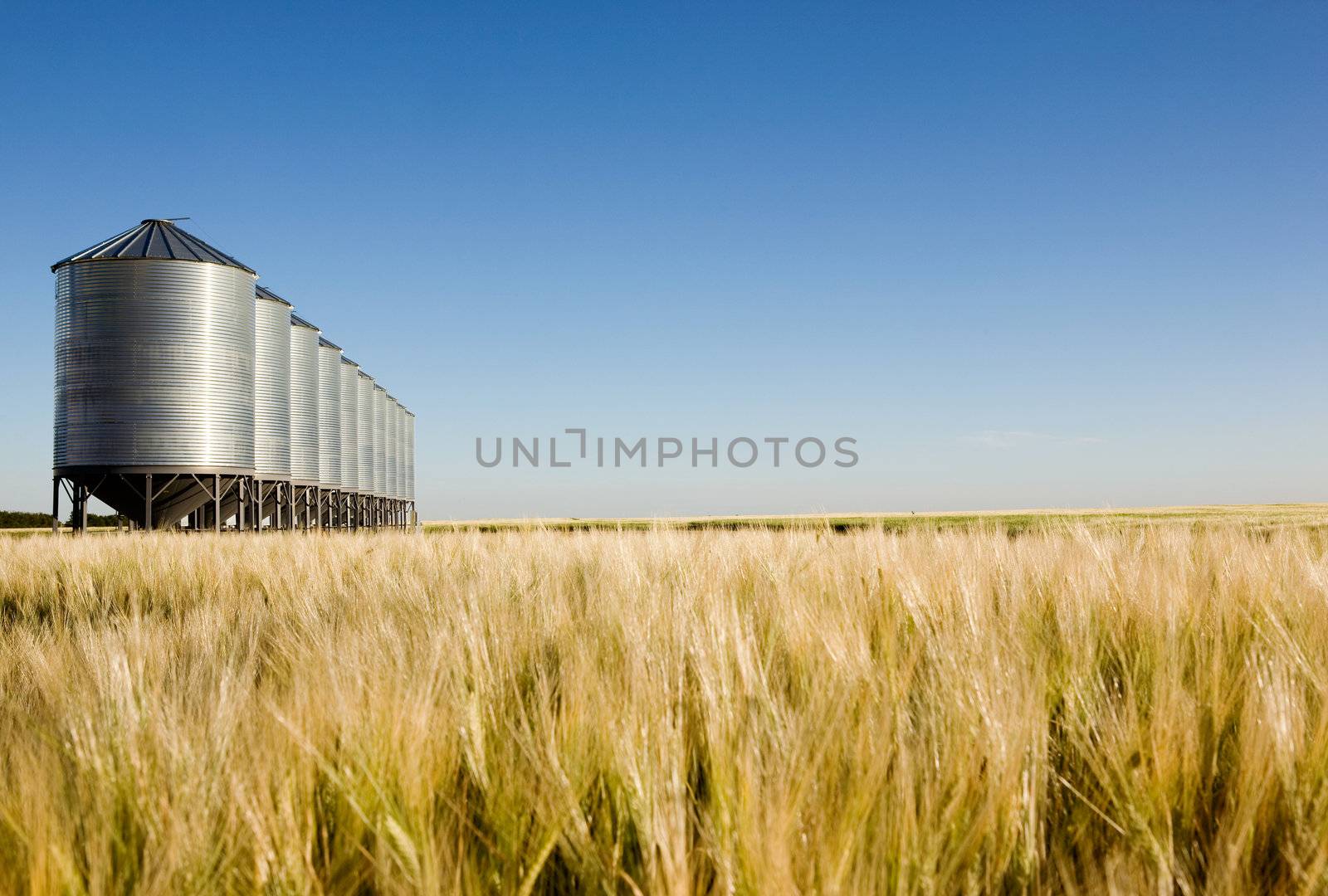 Prairie Harvest Landscape by leaf