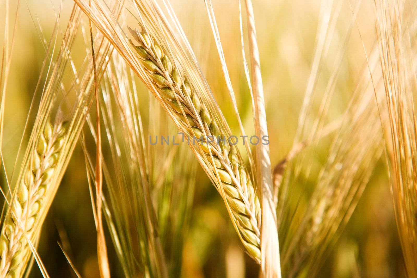 A head of wheat detail with background out of focus