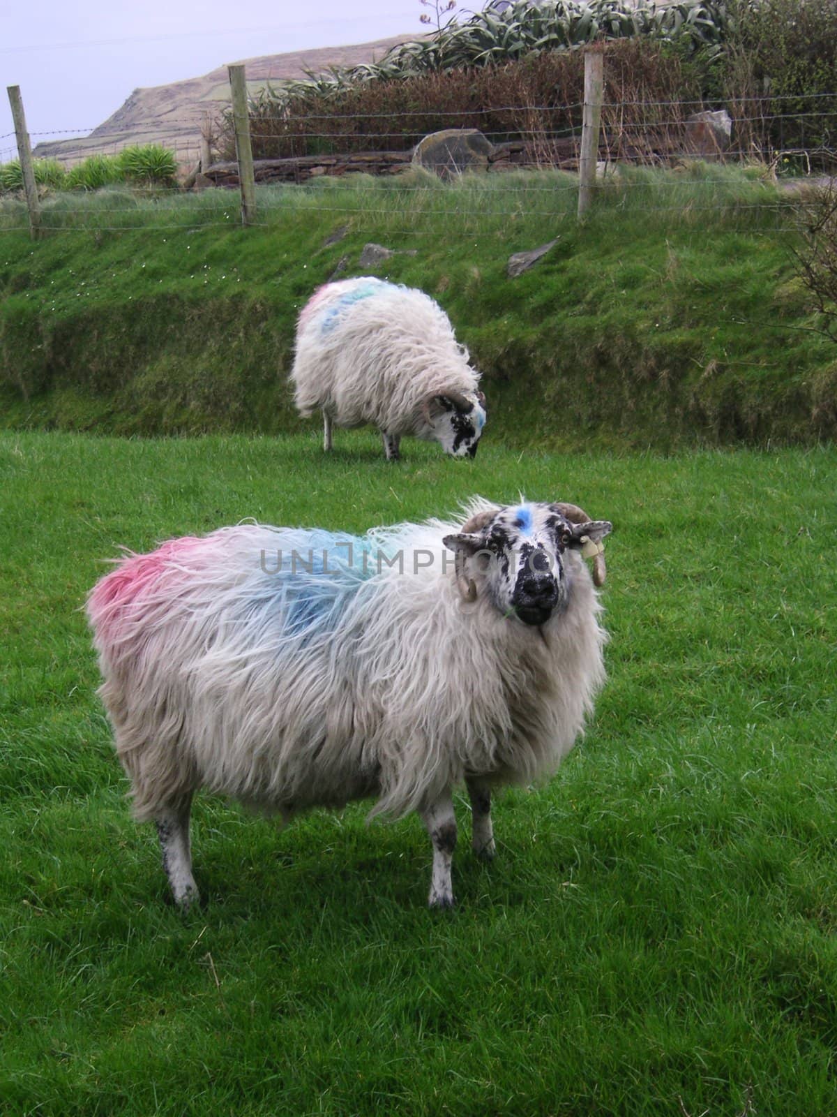 Some Irish sheep standing on a meadow