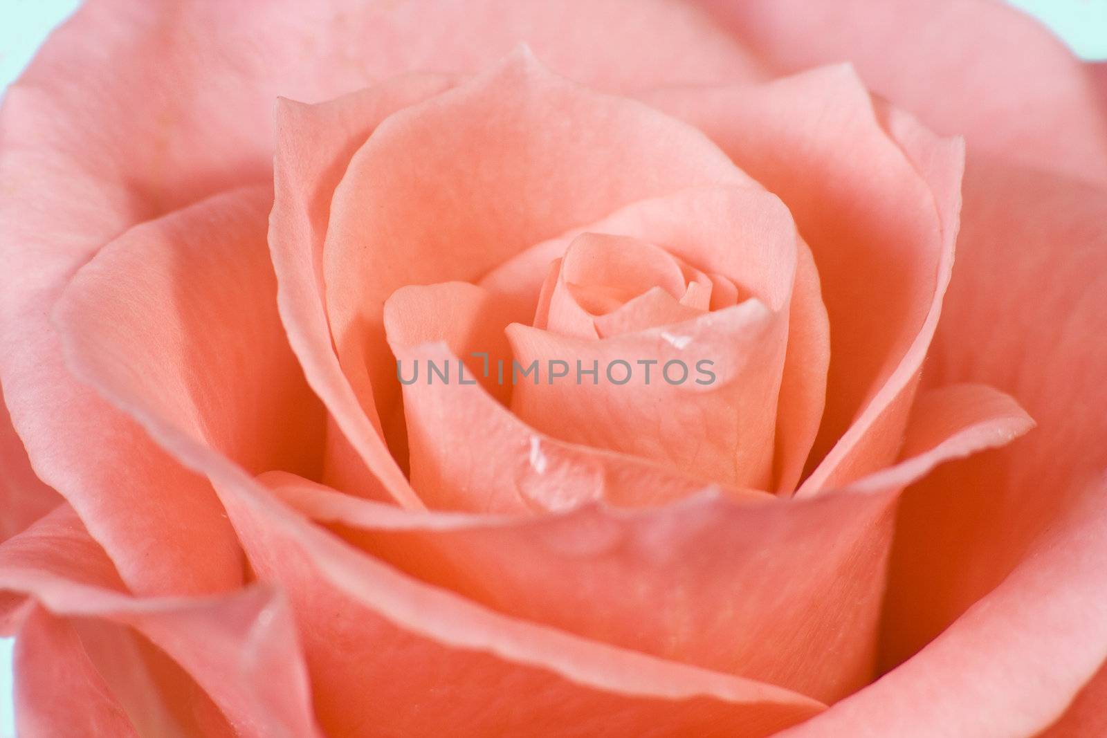Rose by Dan70