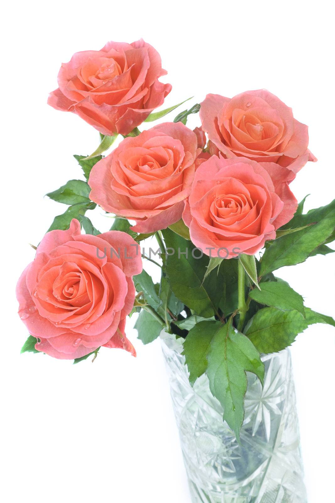 Beautiful pink roses on a white background with space for copy