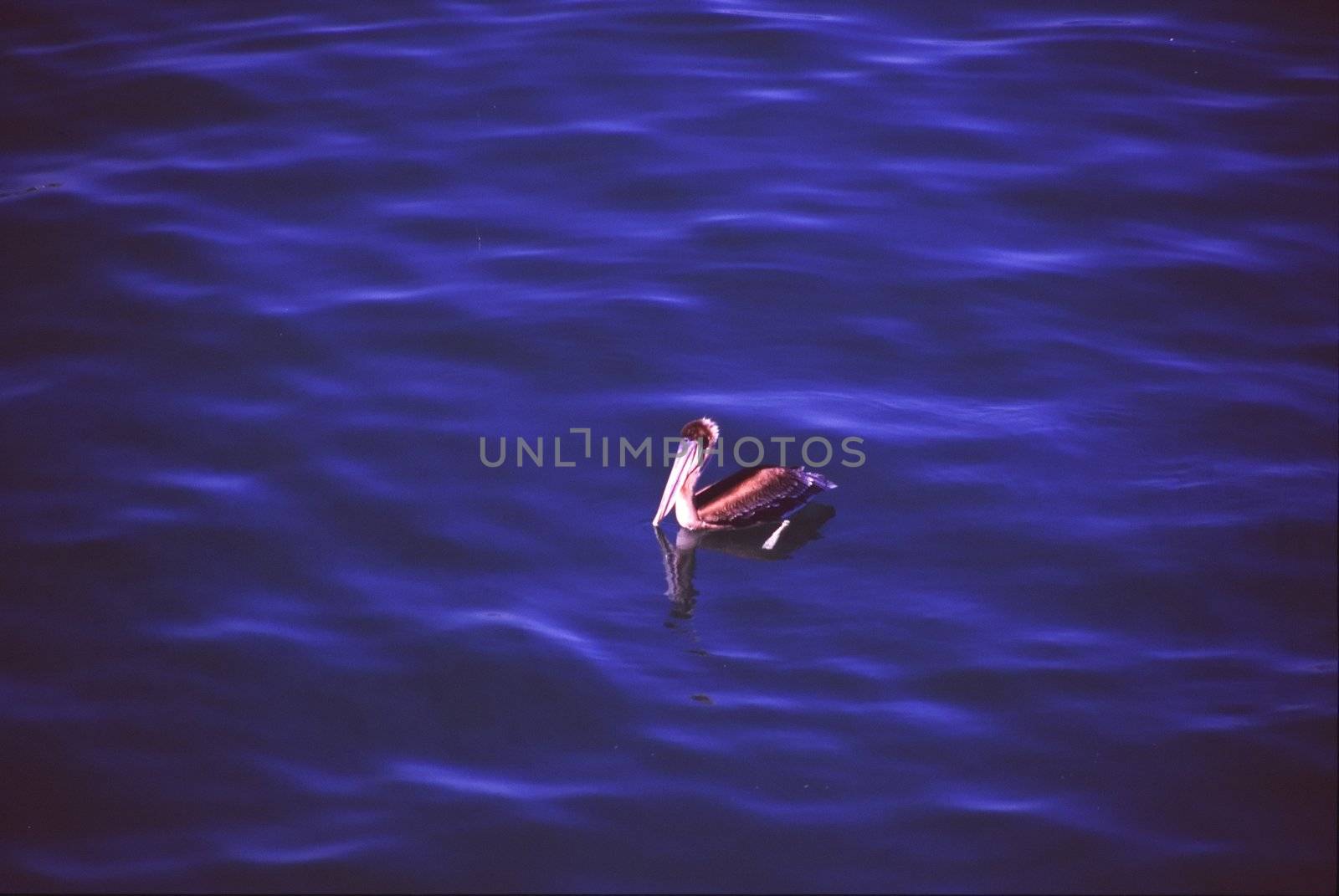 Swimming pelican in Santa Cruz