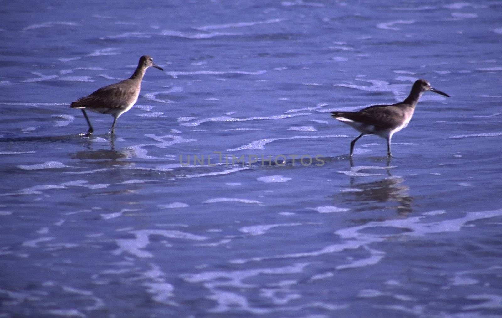 Ibises by melastmohican