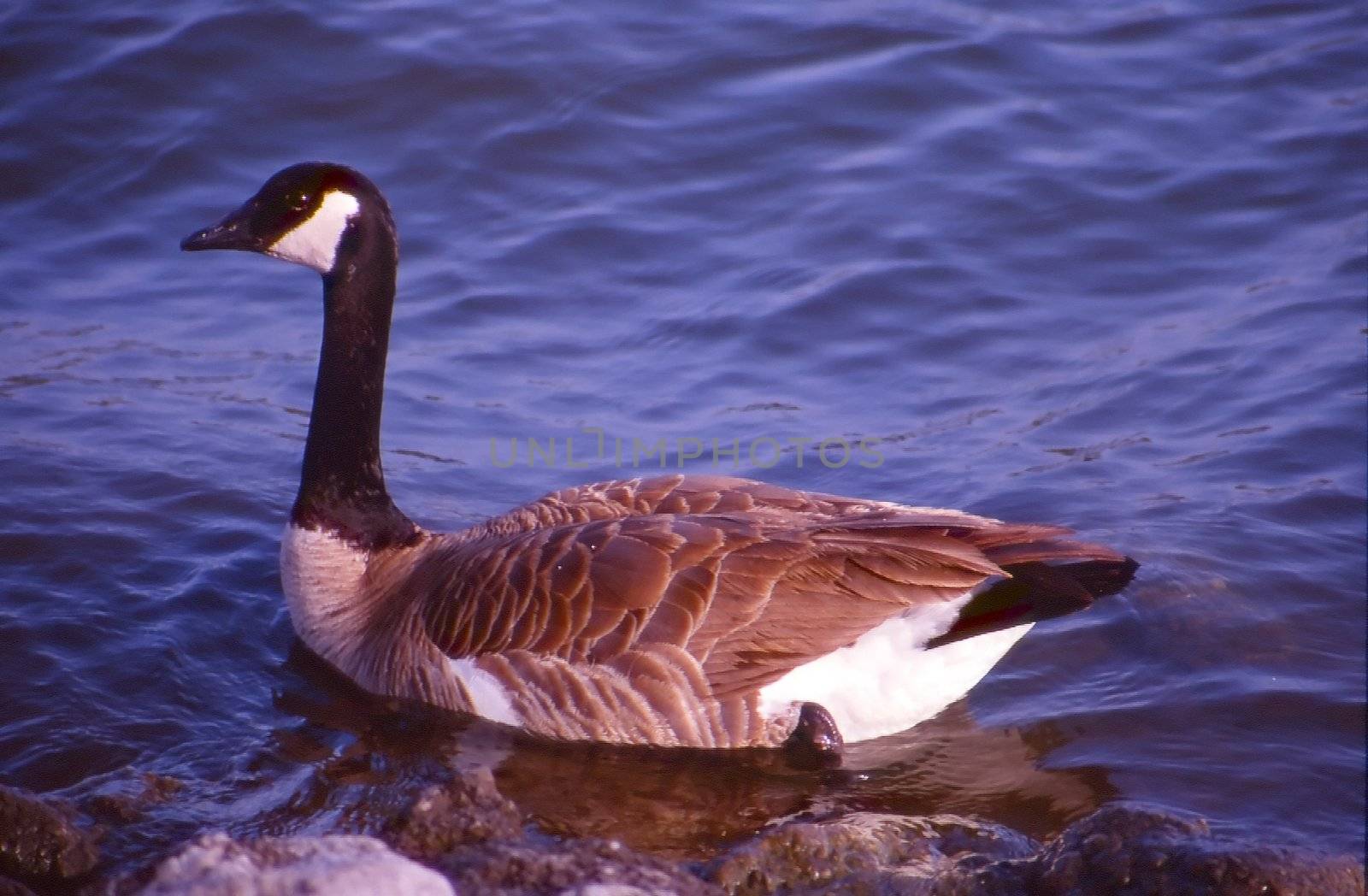 The Canada Goose (Branta canadensis), also referred to as the Canadian Goose,[1] is a goose belonging to the genus Branta native to North America.