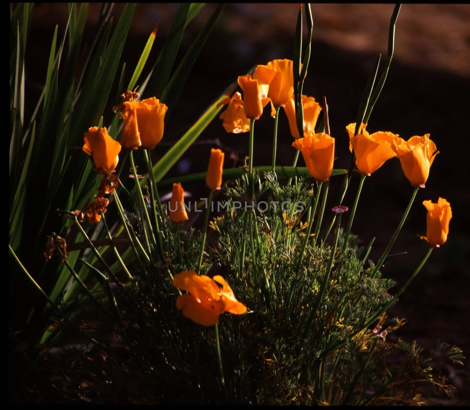 Poppies in Central Park, Fremont, CA