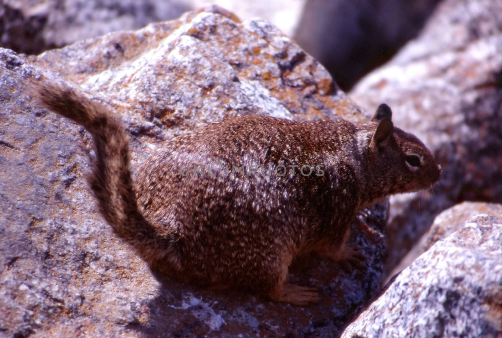 Squirrel by melastmohican