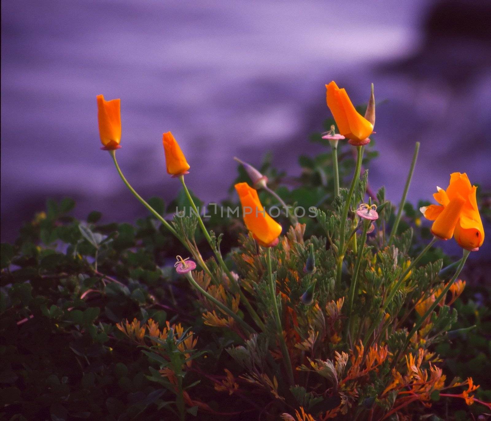 California Poppies