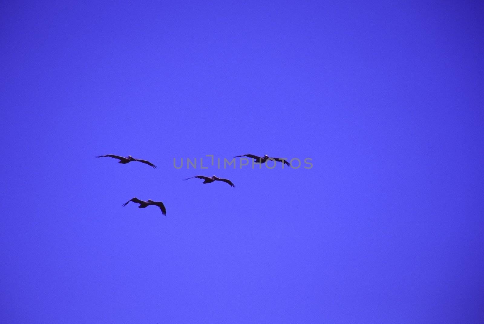 Pelicans by melastmohican