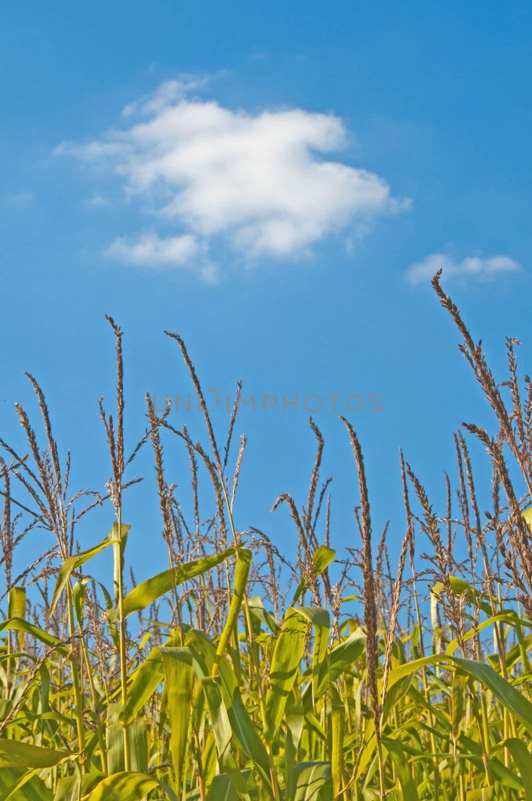 corn filed in summer by Jochen