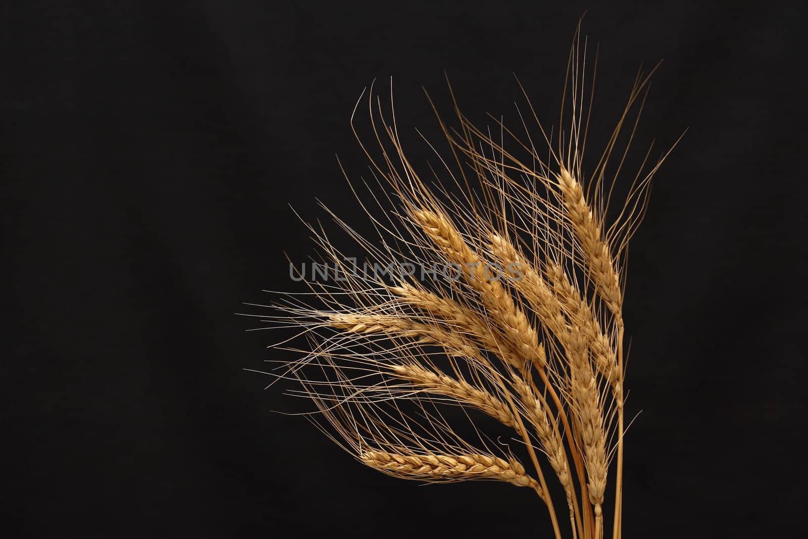 Bunch of golden wheat isolated on black background