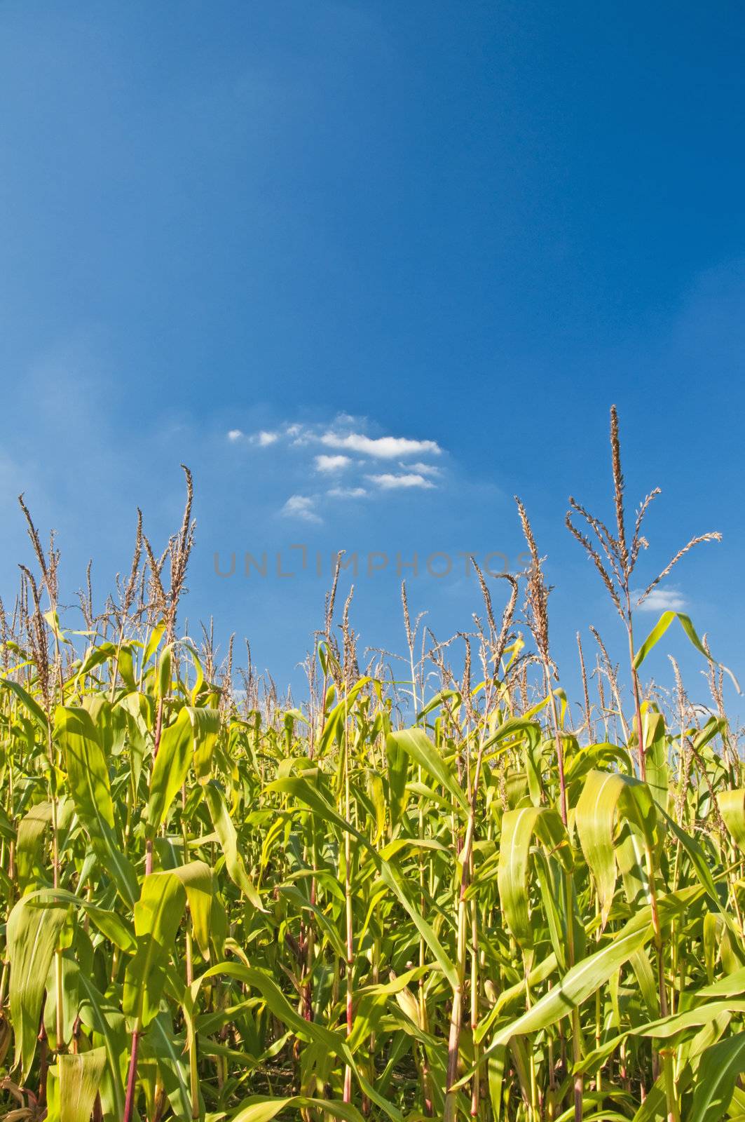 corn filed in summer