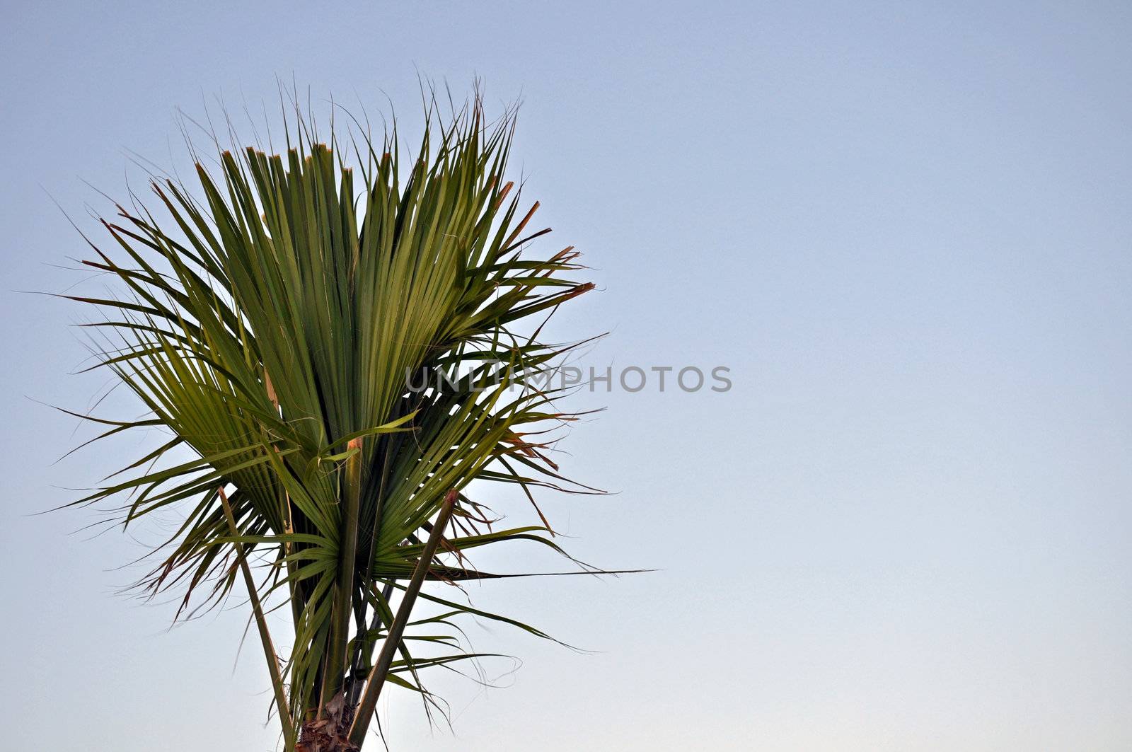 Palmetto Tree by RefocusPhoto