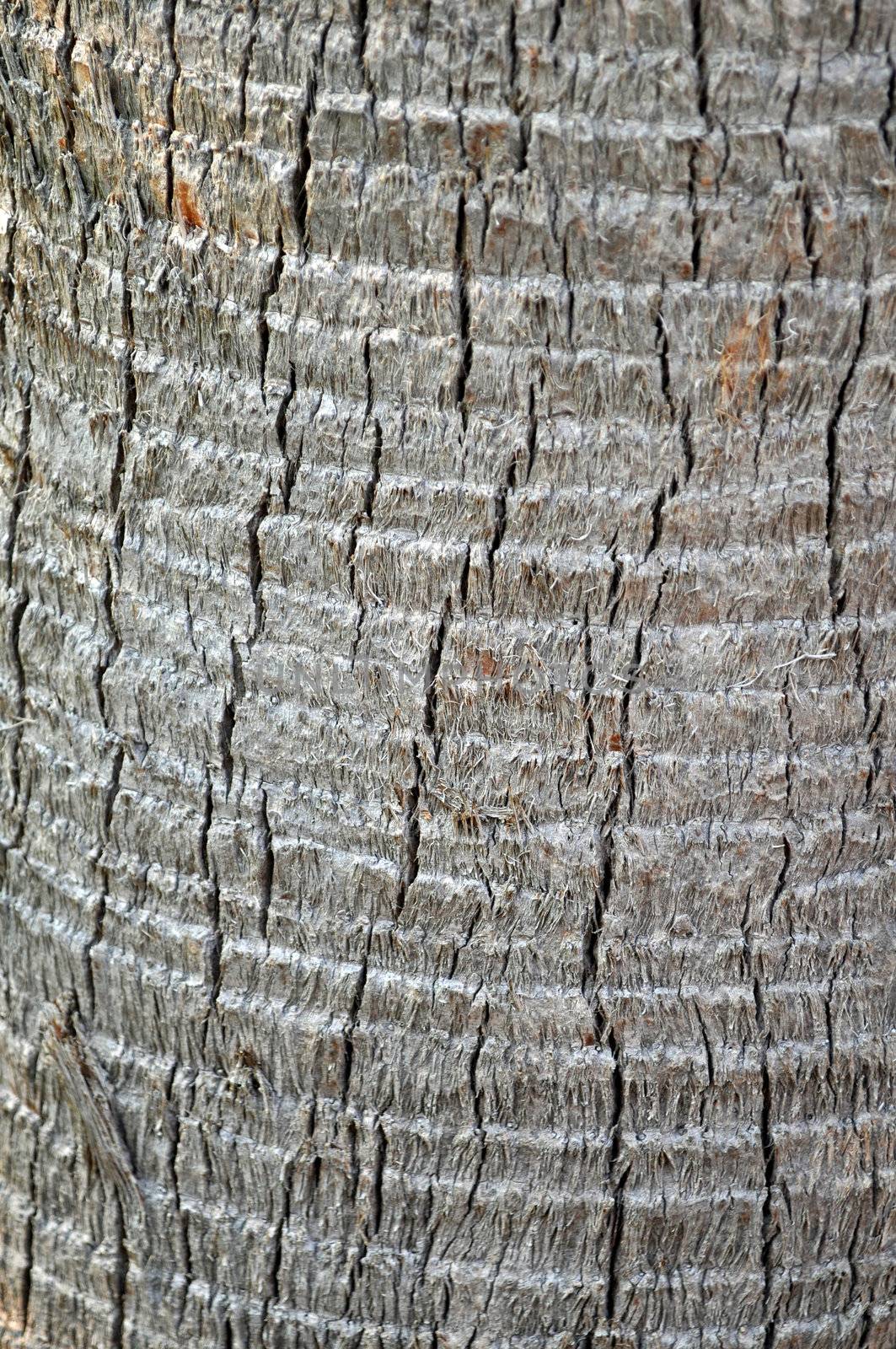 Palmetto Tree Bark Texture
