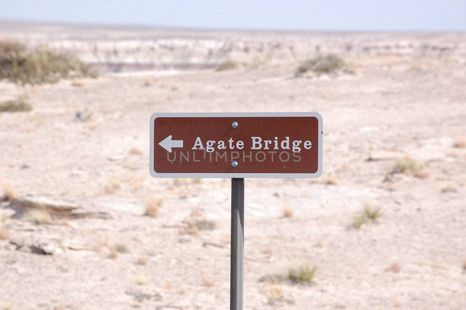 Petrified Forest - Agate Bridge