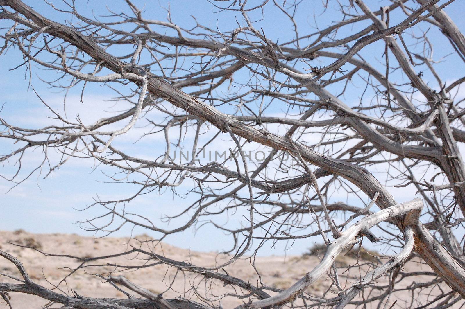 Petrified Forest Landscape - Branches by RefocusPhoto