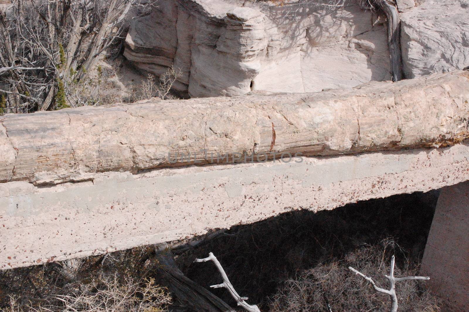 Petrified Forest - Agate Bridge