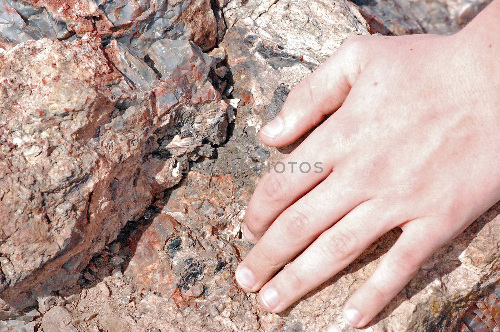 Petrified Forest - Crystal Lakes