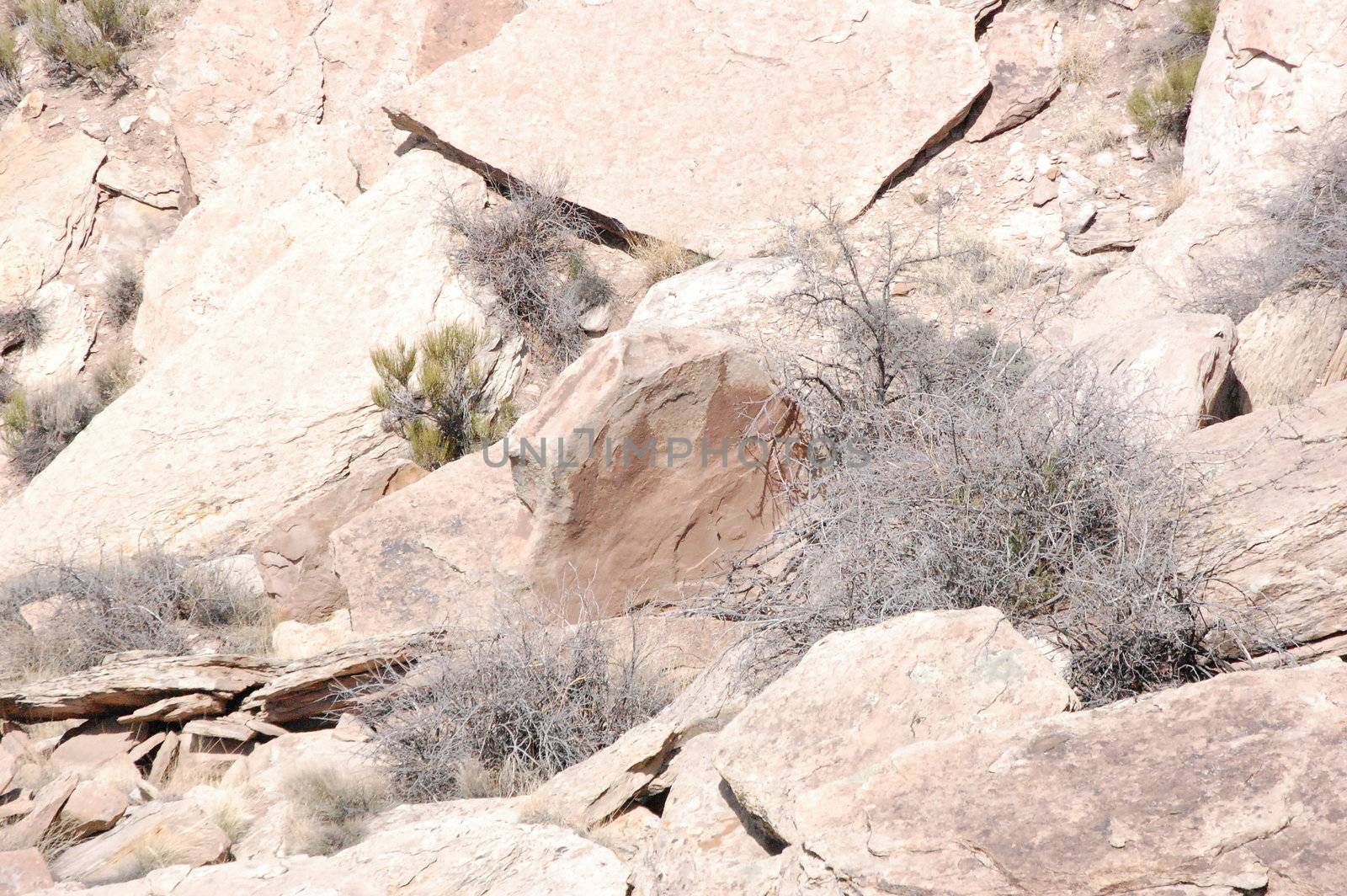 Petrified Forest - Newspaper Rock Petroglyphs by RefocusPhoto