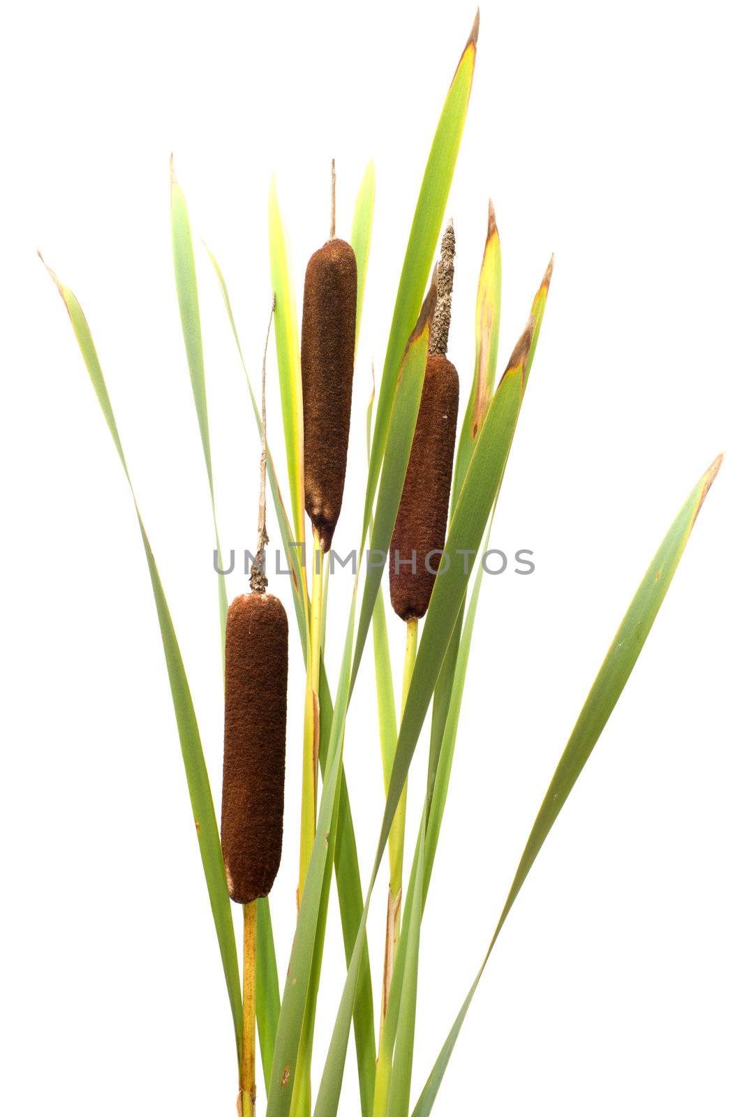 Reed it is isolated on a white background.