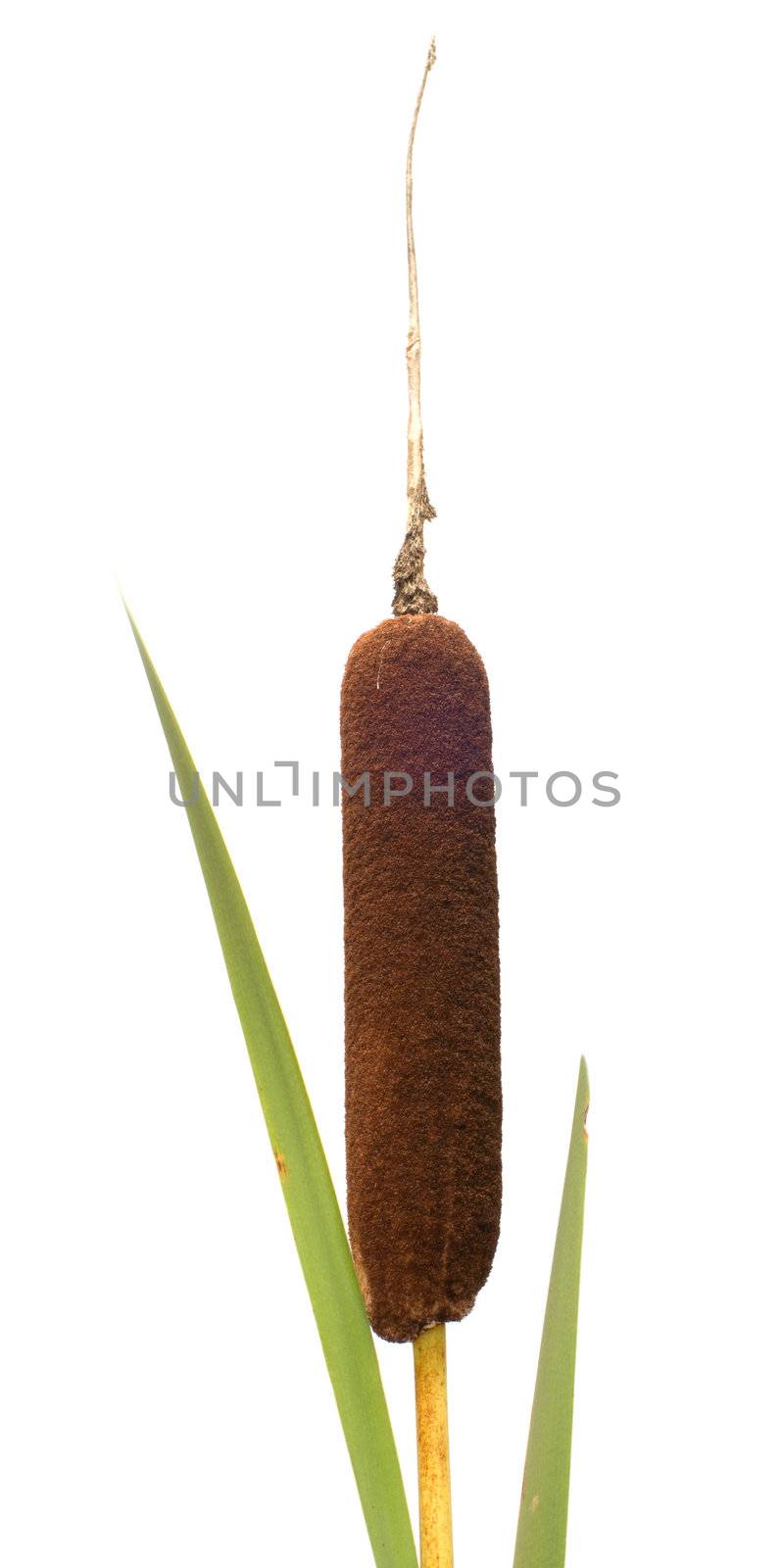 Reed it is isolated on a white background.