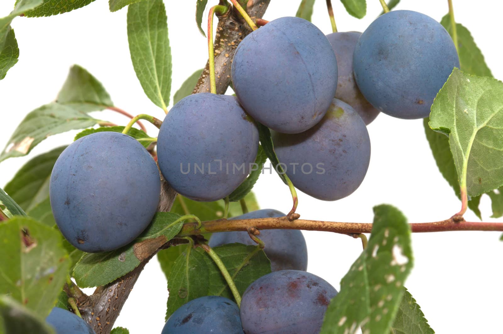 Branch of plum with berries it is isolated on a white background.