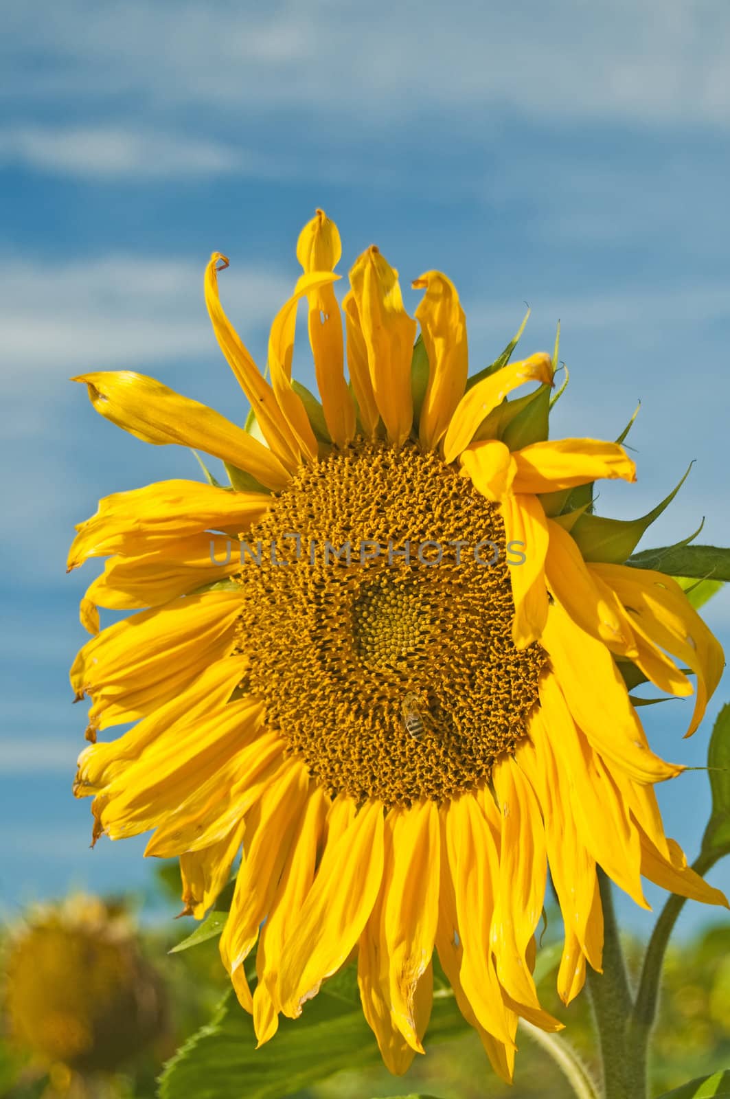 blooming sunflower