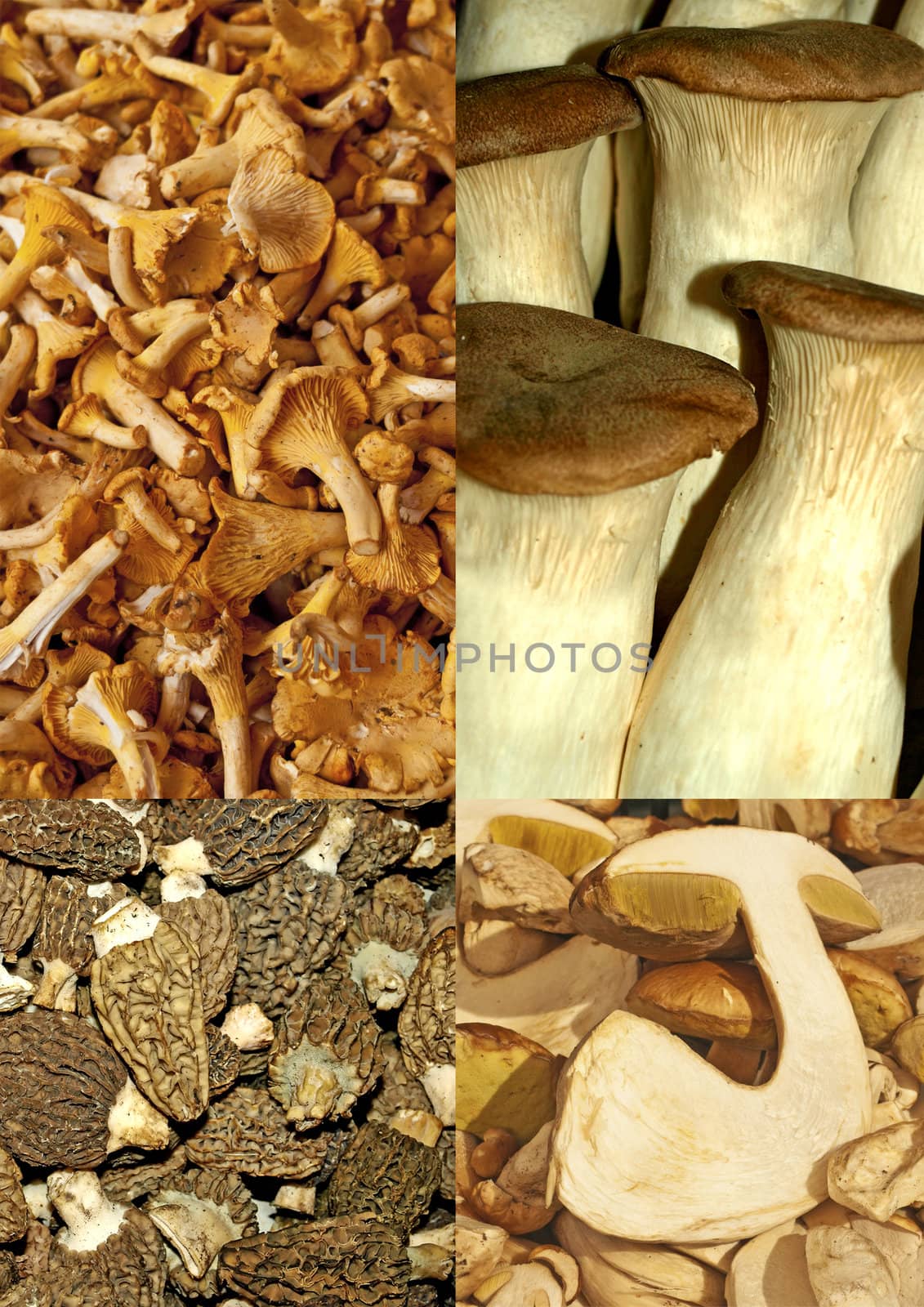 different eatable mushrooms