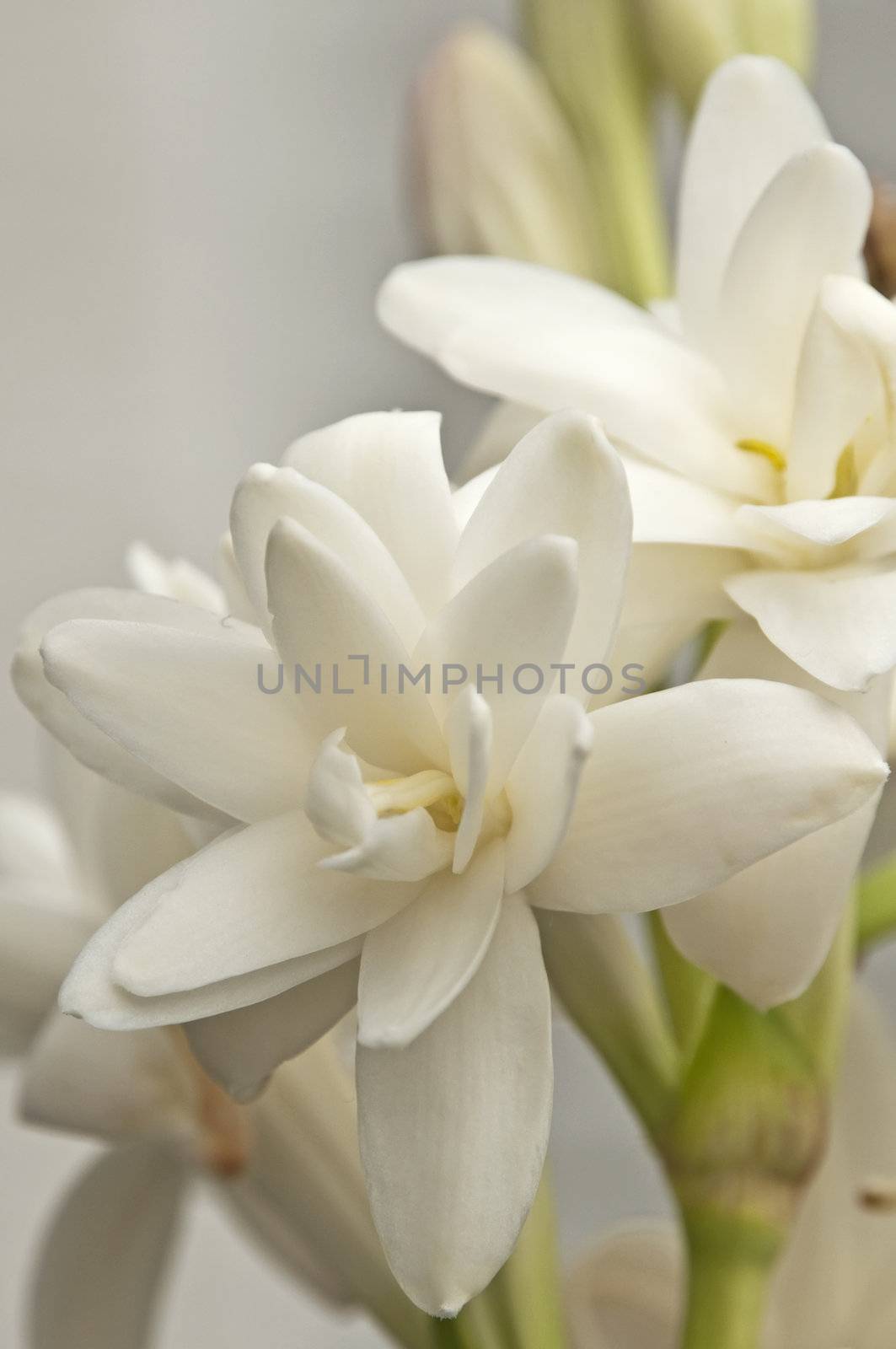 Tuberose, Polianthes tuberosa