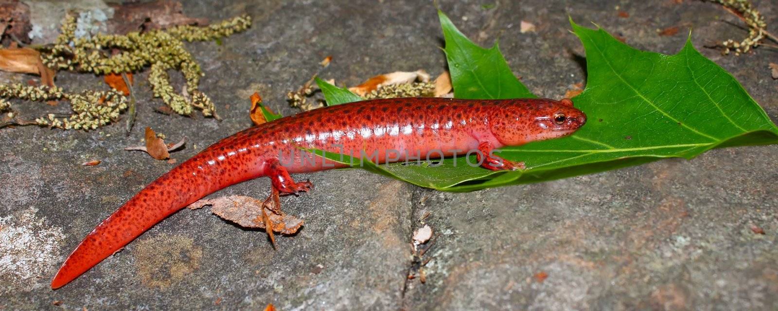 A Red Salamander (Pseudotriton ruber) at Monte Sano State Park - AlabamaA Red Salamander (Pseudotriton ruber) at Monte Sano State Park - Alabama.