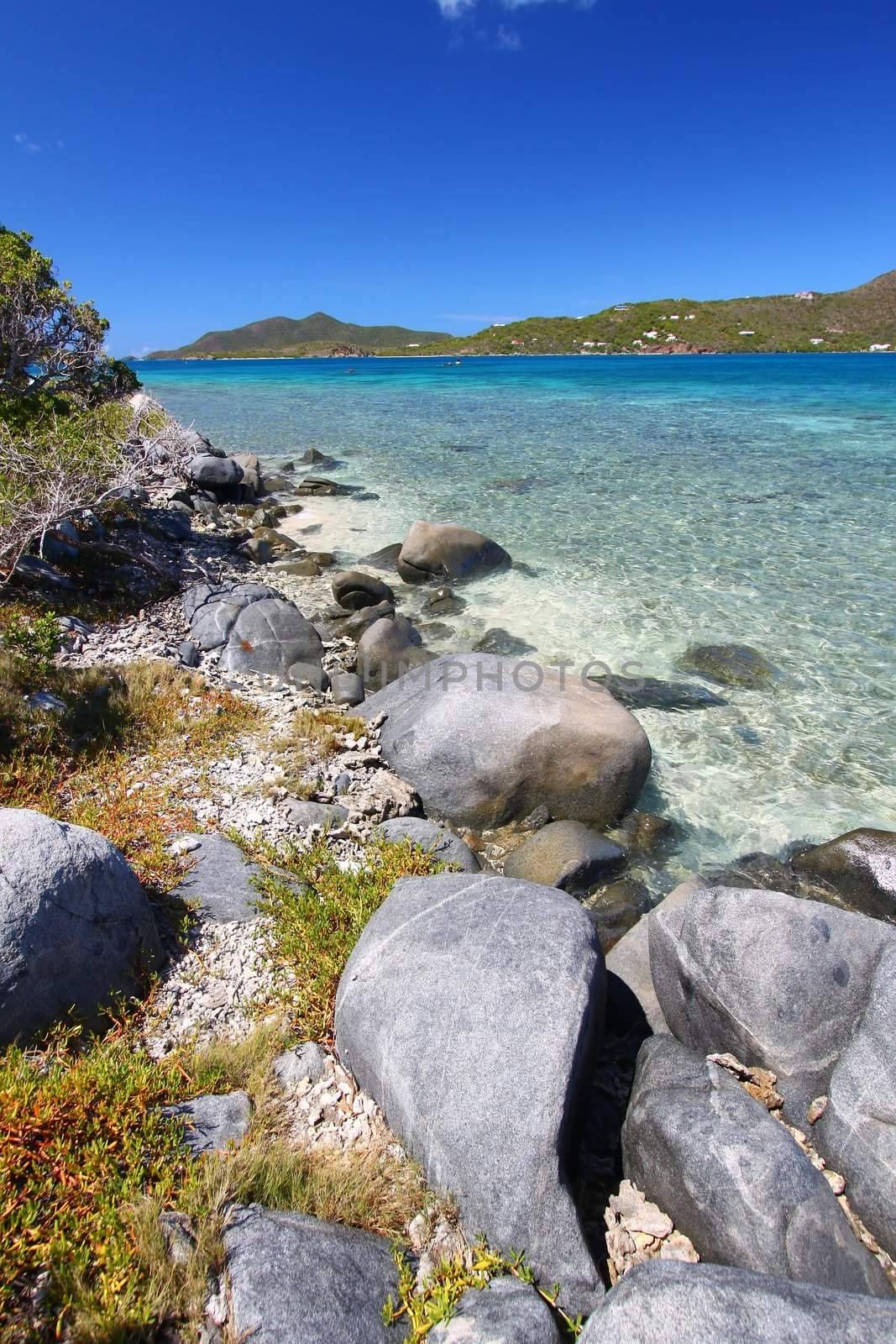 Tropical vegetation along a rocky shore in the British Virgin Islands.