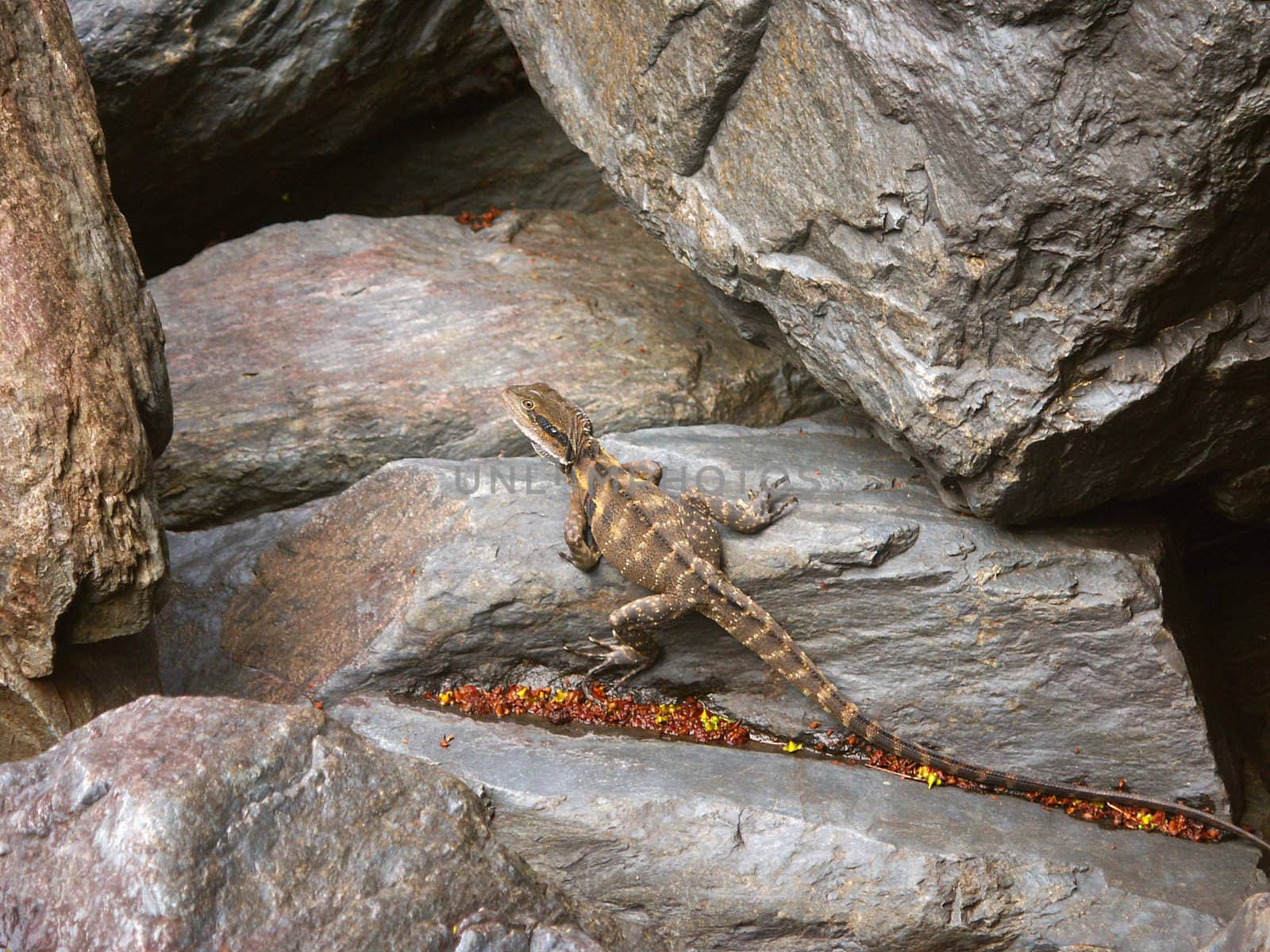 An Australian Water Dragon (Physignathus lesueurii) basks on a rock in Barron Gorge - Queensland, Australia.