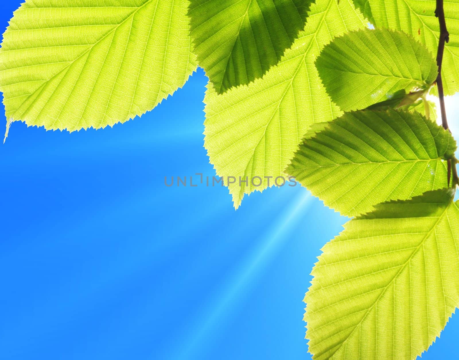 green leaf and blue sky with sun in summer
