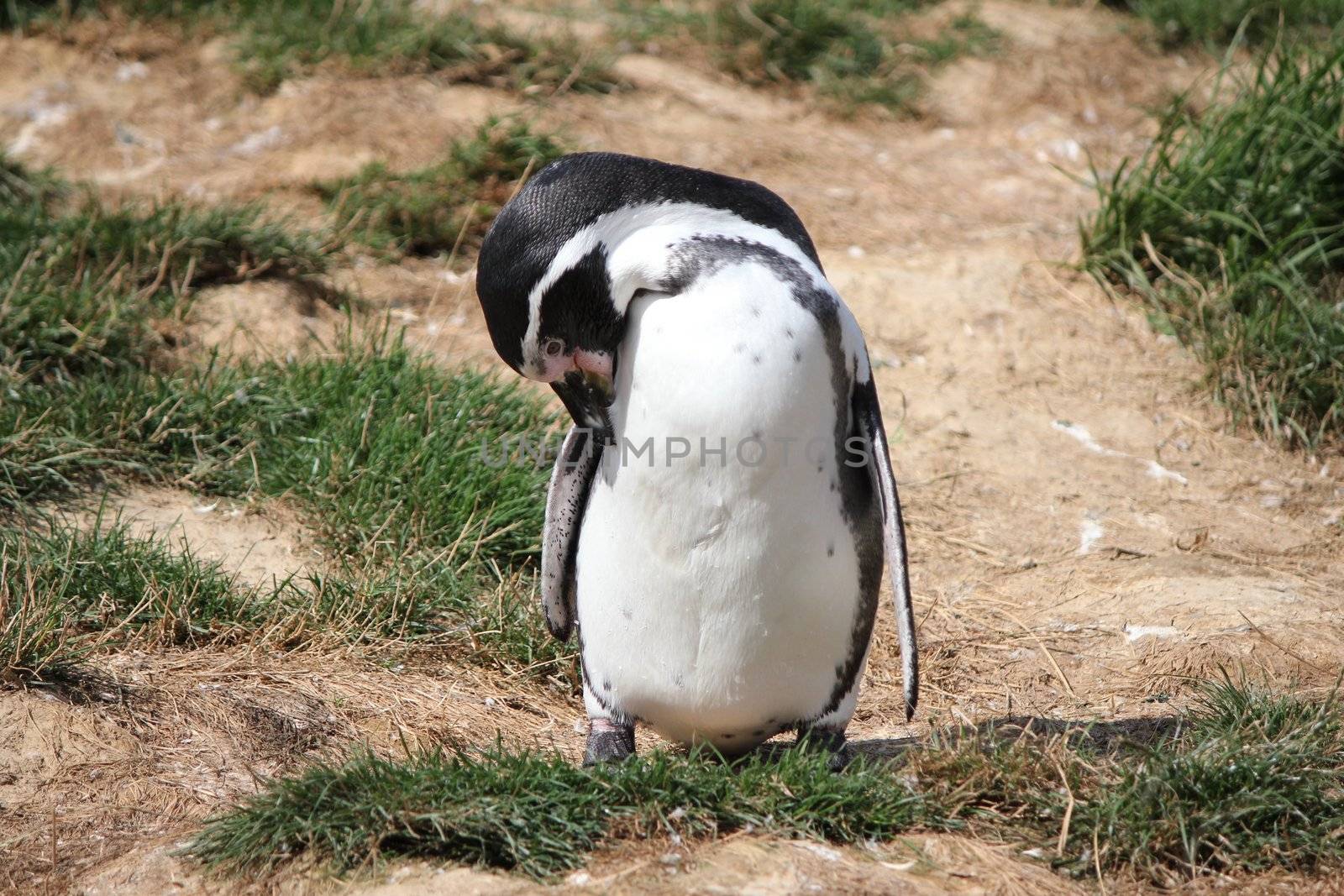 penguin white and blak and grass green