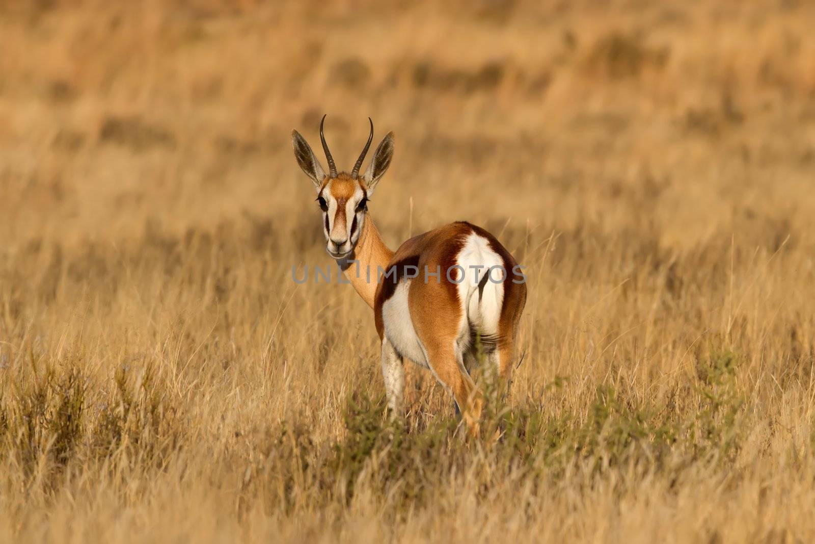 Male Springbuck looking back on the African Grass Plains