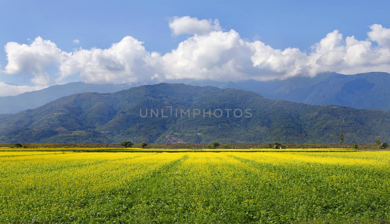Country view with daylily field and mountain.