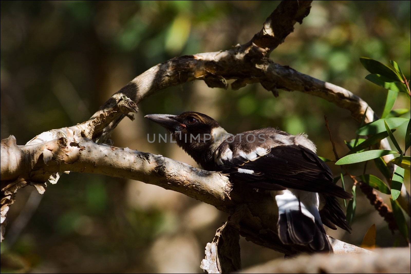 Australian magpie studies a knot. by SURZ