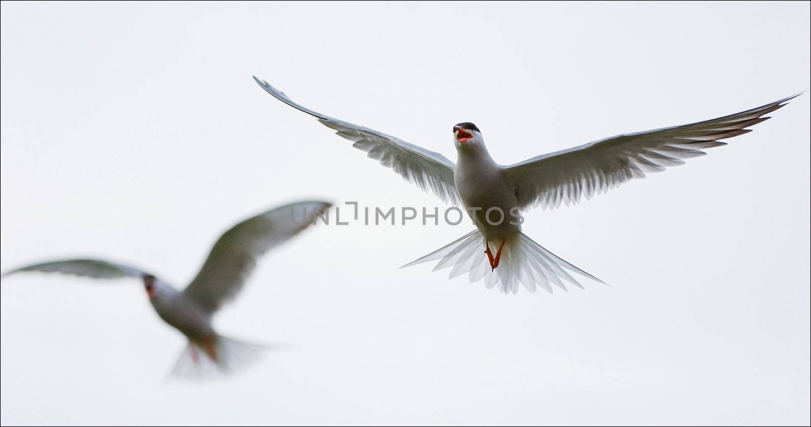  Against the sky in air two white birds soar.