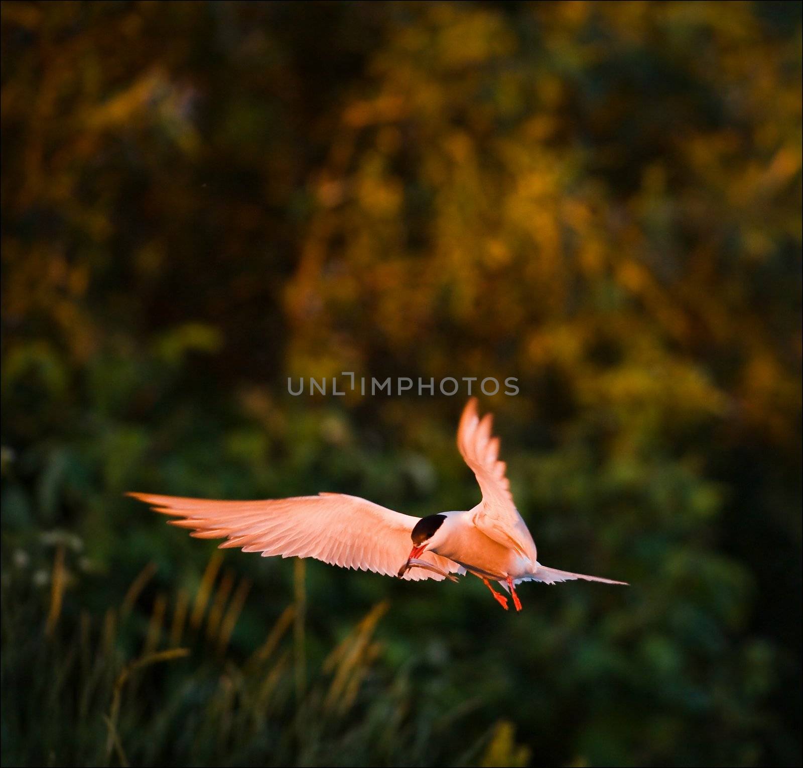 The bird with a small fish in a dawn beams sits down.