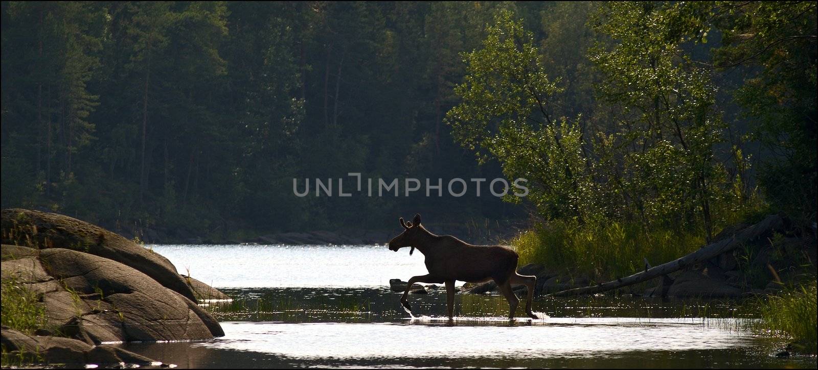 Elk by SURZ