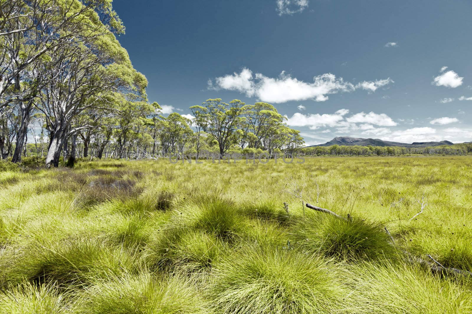 An image of a Tasmania green grass landscape
