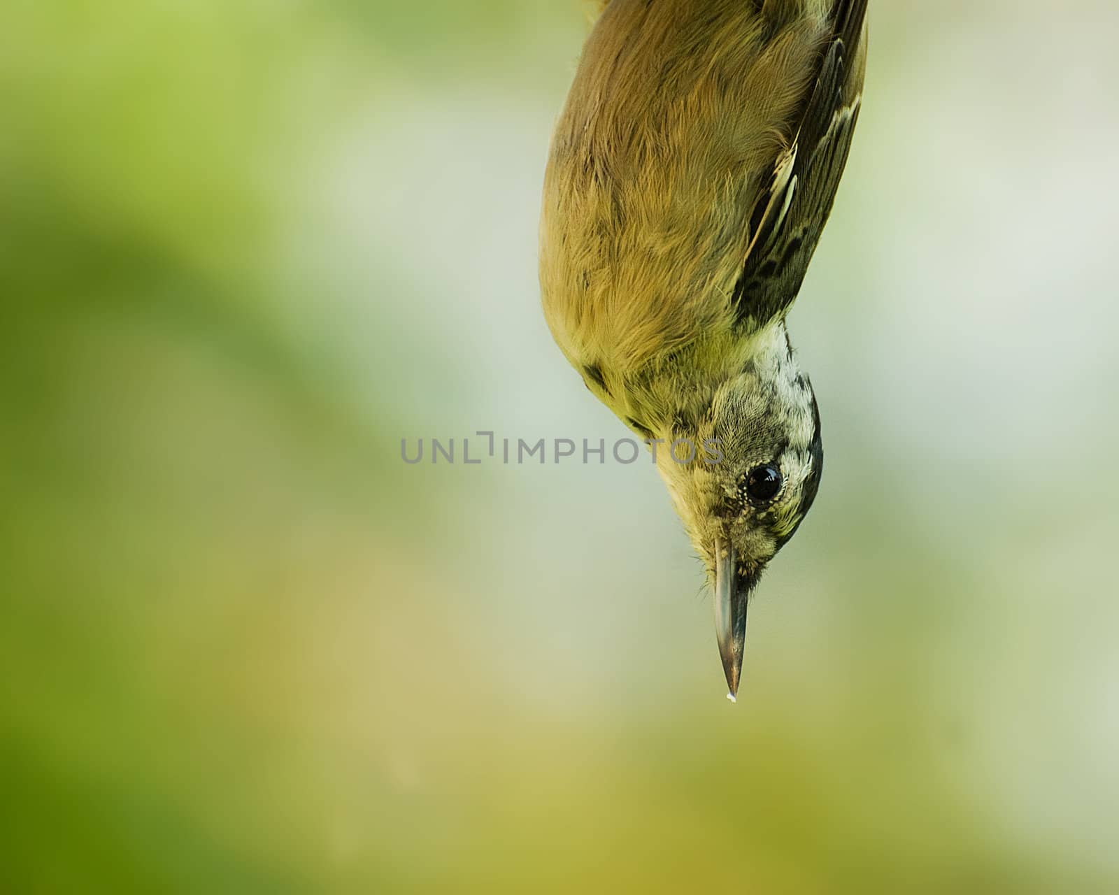 A small green bird eating from a birdfeeder.