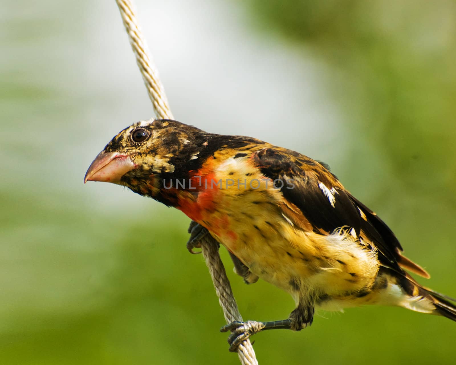 A black winged bird with a yellow chest eating out of a bridfeeder.