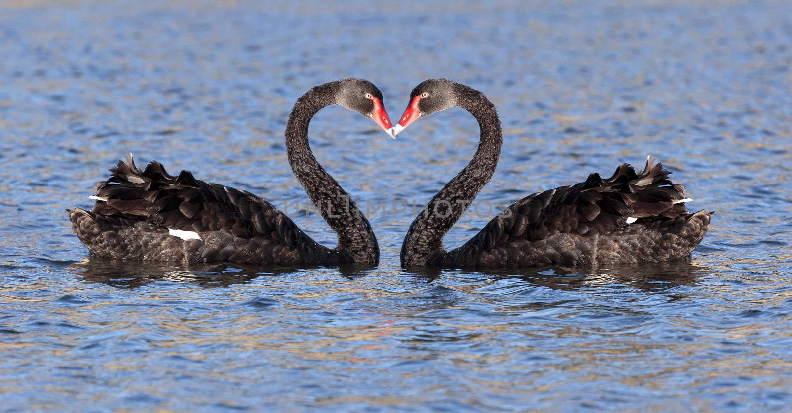 black swan by magann