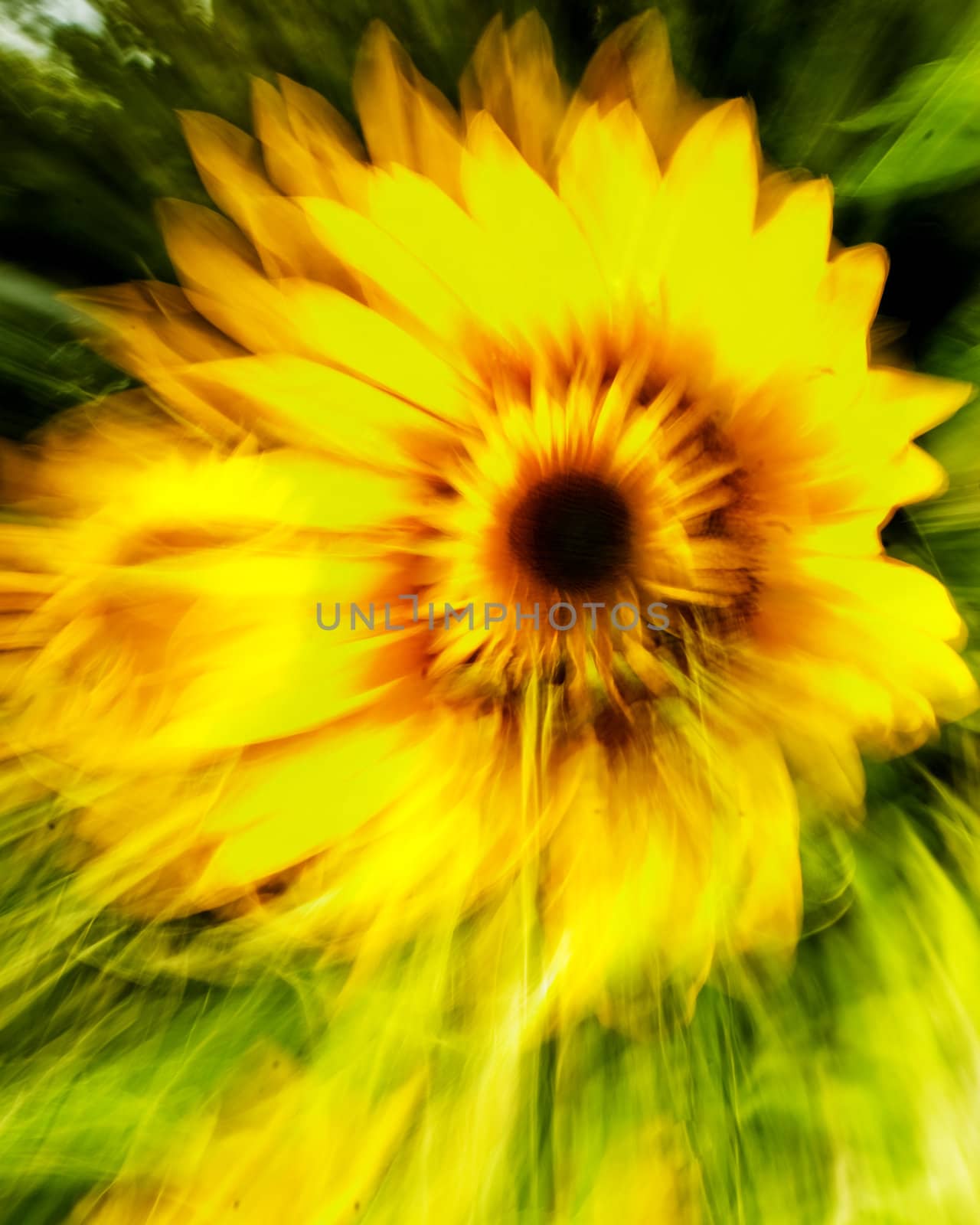 Sunflower Abstract 1 by chimmi